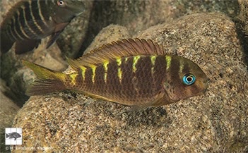 Tropheus sp. 'crescentic' Halembe